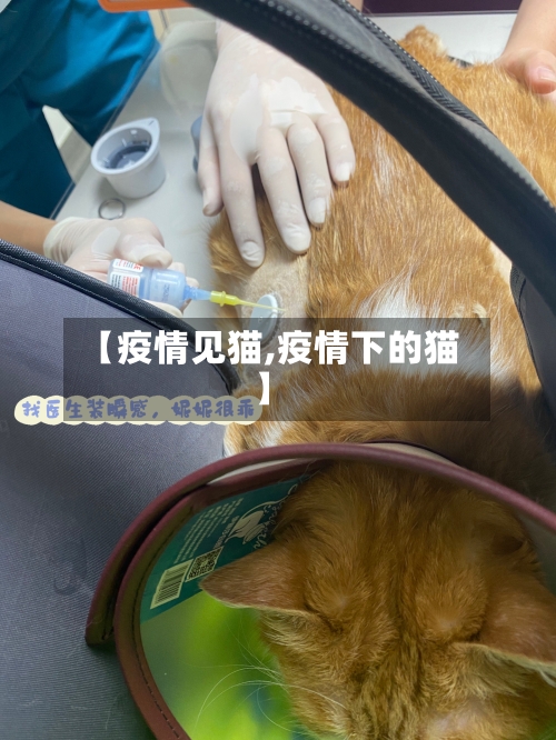【疫情见猫,疫情下的猫】-第2张图片