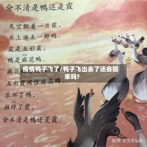 疫情鸭子飞了/鸭子飞出去了还会回来吗?-第1张图片