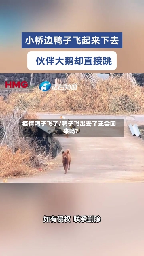 疫情鸭子飞了/鸭子飞出去了还会回来吗?-第2张图片